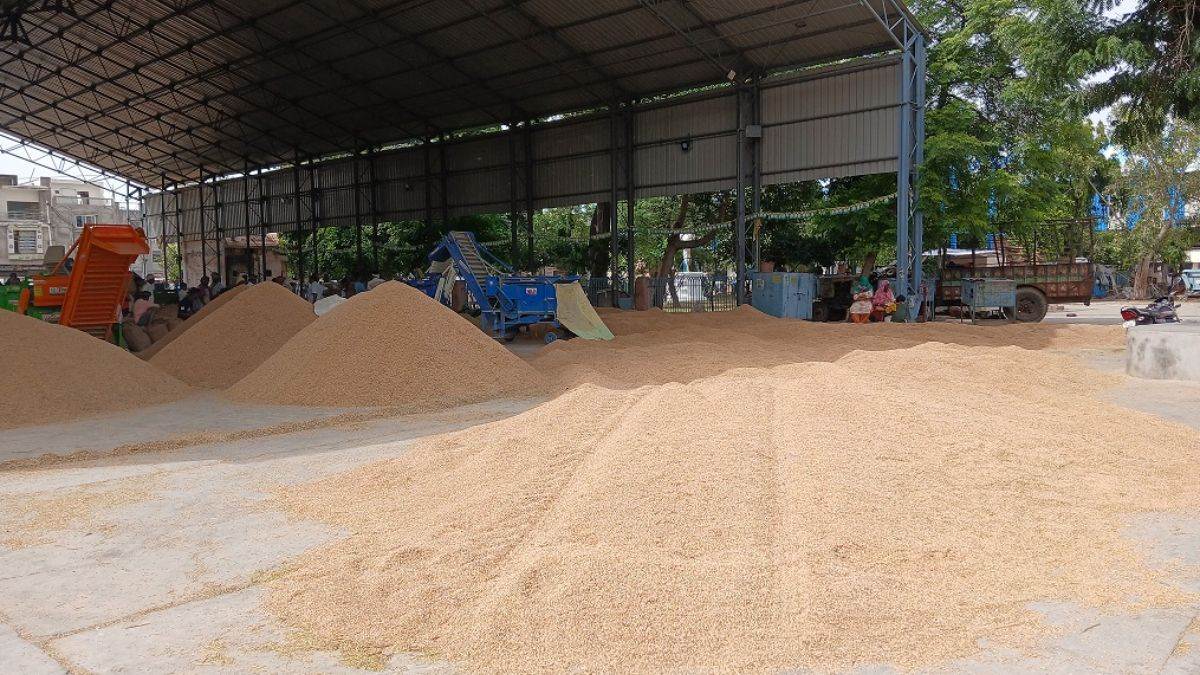two days of rain damages crops halts paddy procurement in sirsa mandis