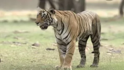tiger spotted near madhotanda farmers escape unharmed