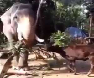 इस विशाल और सुशील जानवर से हमें सीखने की जरूरत है।