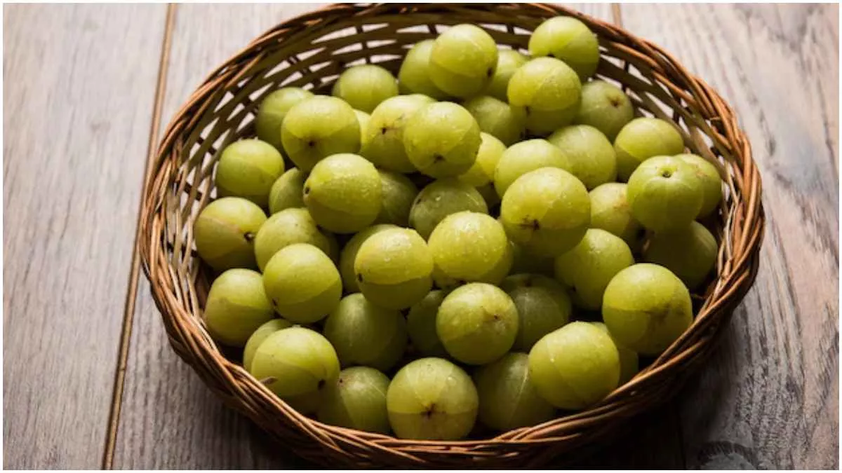 Amla For Weight Loss: क्या आंवला कर सकता है वज़न कम करने में मदद? जानें इसके दिलचस्प फायदे - Can Amla Help In Losing Weight Know Interesting Facts