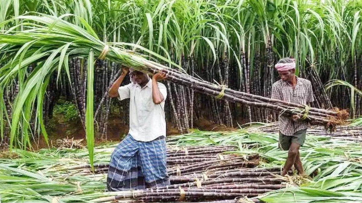 ncr crushing season of sugar mill will be started from 15th november