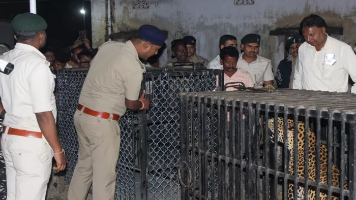 फोटो: संबलपुर रेस्क्यू सेंटर लाया गया आदमखोर तेंदुआ।