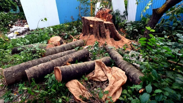 उत्तराखंड में पेड़ों पर बेरहमी से चल रही आरी