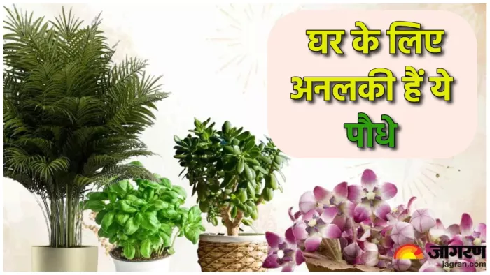 आइए जानते हैं कुछ ऐसे ही पौधों के बारे में।