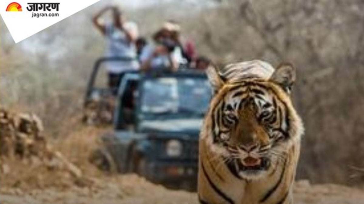 beware while driving near corbett tiger reserve avoid highways in night due to tiger threat