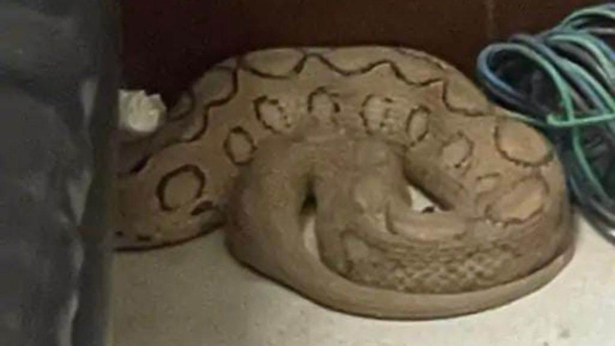 https://www.jagranimages.com/images/newimg/08112024/08_11_2024-snake_23827932.jpg