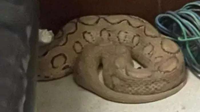 हरियाणा विधानसभा में निकला जहरीला सांप। सोशल मीडिया