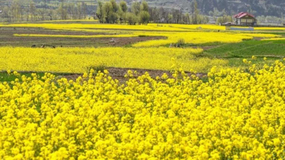 https://www.jagranimages.com/images/newimg/08122022/08_12_2022-gm_mustard_231839491111_23250249.jpg
