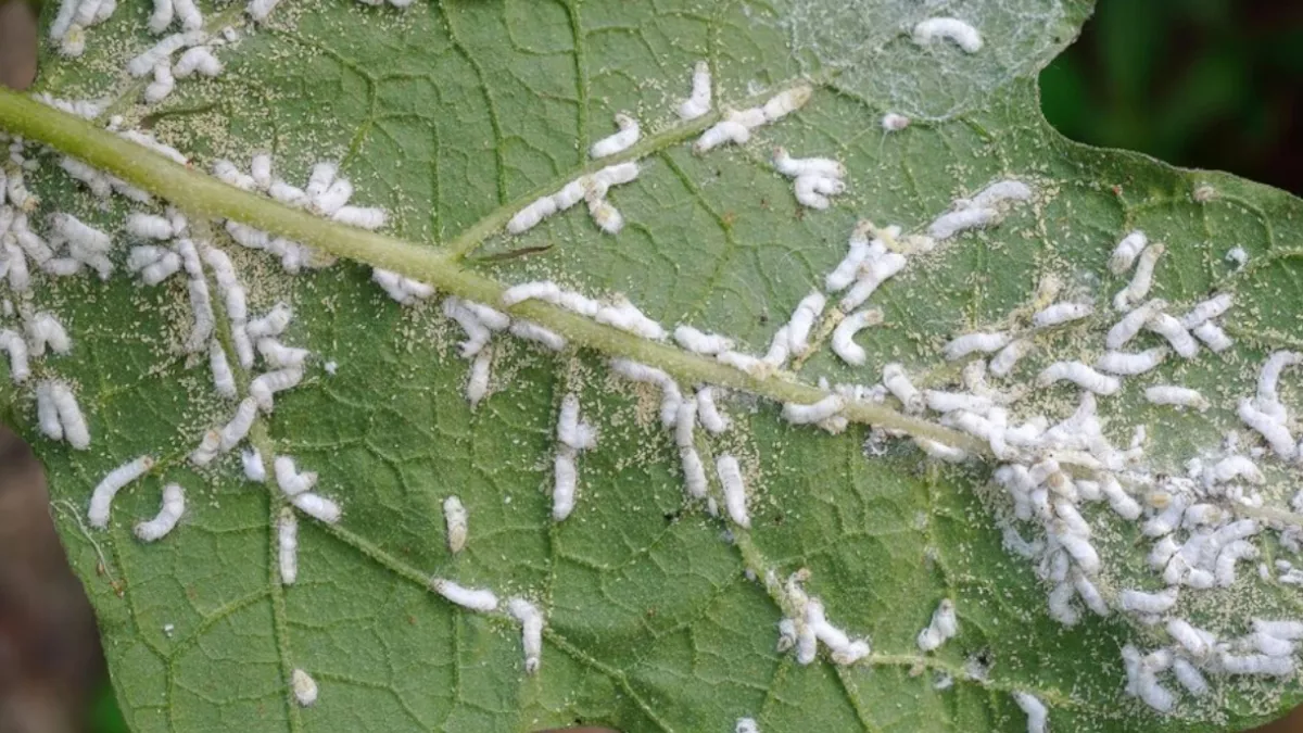 Mealy Bug treatment: इन उपायों से करें पौधों पर लगे मिली बग्स का खात्मा