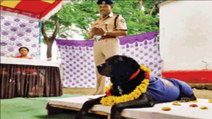 ब्लैकी, सुपरबॉय और बुश की शाही विदाई