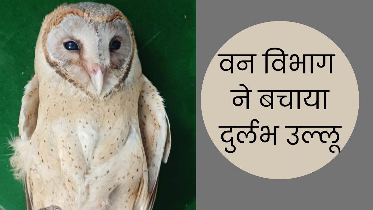 https://www.jagranimages.com/images/newimg/08122024/08_12_2024-owl_save_shamli_23844468.jpg