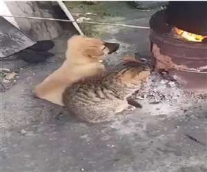 इस वीडियो को भारतीय वन सेवा के अधिकारी ने शेयर किया है