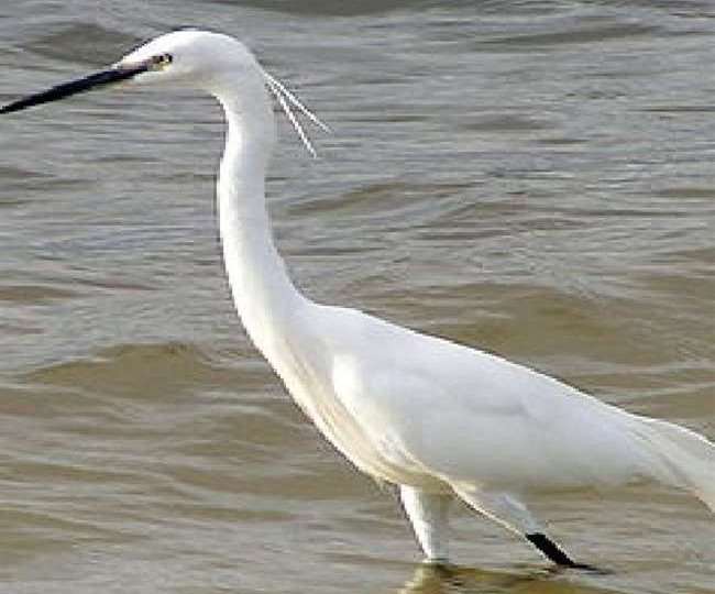 आफत ही आफत! मुंगेर और आसपास के इलाकों में अब कम दिख रहे किसान मित्र बगुला  ये है बड़ी वजह - OMG, Number of farmer friend heron started decreasing in  Munger and