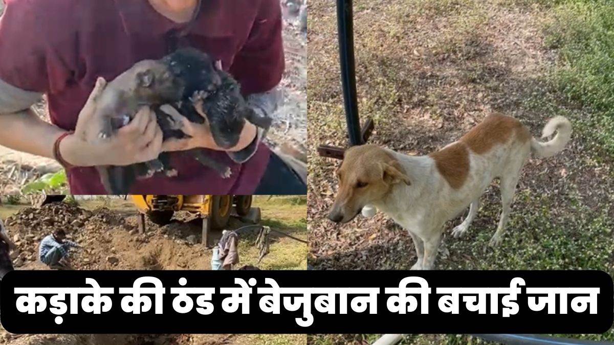https://www.jagranimages.com/images/newimg/09012023/09_01_2023-dog_2_23288796.jpg