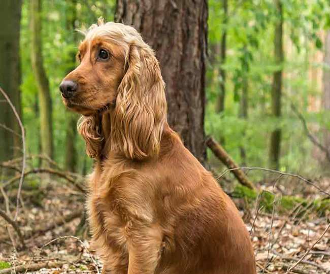 Image result for dog-cocker-spaniel-undergoes-indias-first