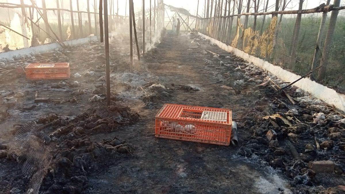 Hapur Chicken Farm Fire हापुड़ के लुहारी में मुर्गी फार्म हाउस में लगी
