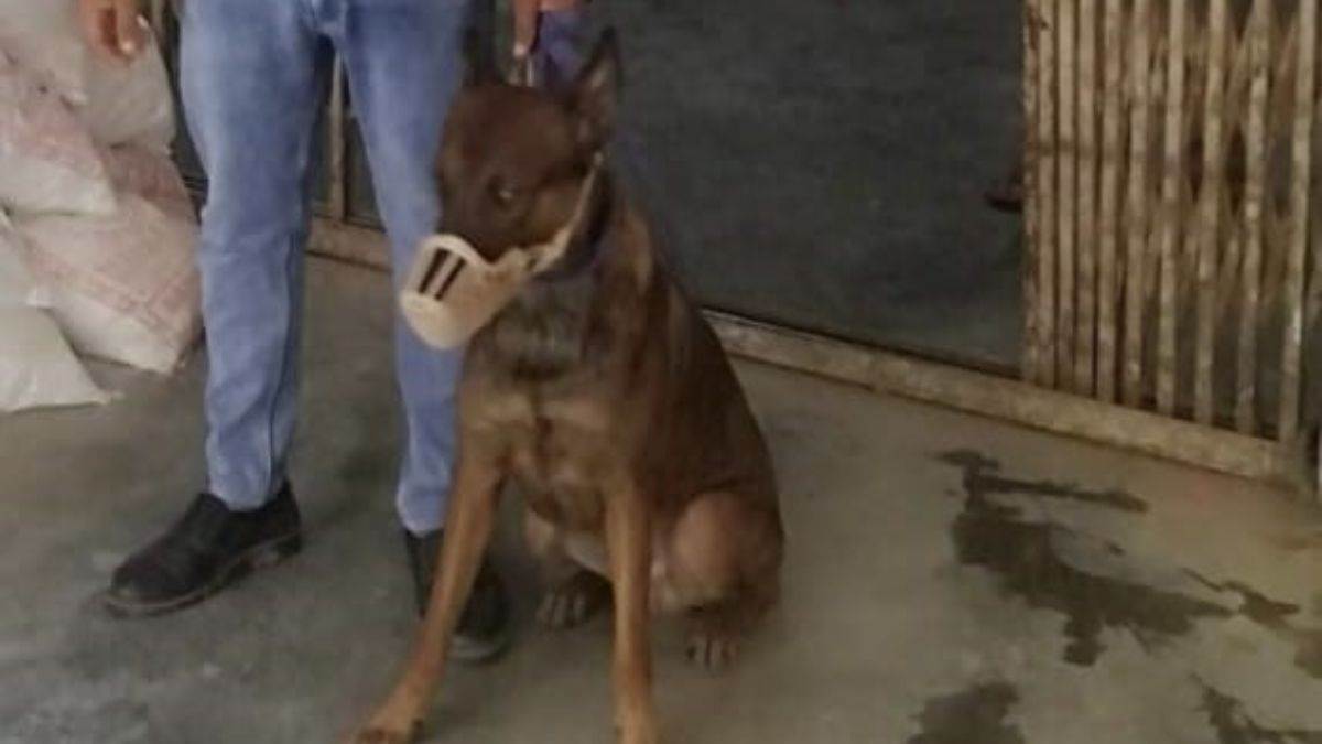 tiger will tell location of liquor distilleries and smugglers belgian breed dog can smell smell of drugs very smoothly