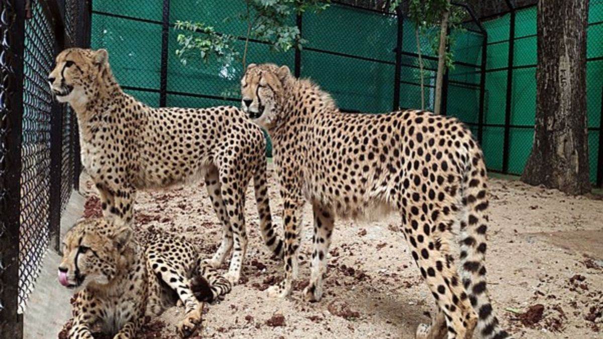 bhupendra yadav says four leopards brought to india from africa died due to septicemia
