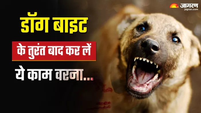 Dog Bite: रेबीज से बचने के लिए तुरंत अपनाएं ये तरीके