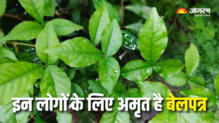 खाली पेट बेलपत्र चबाने के हैं कई फायदे (Picture Courtesy: Instagram)