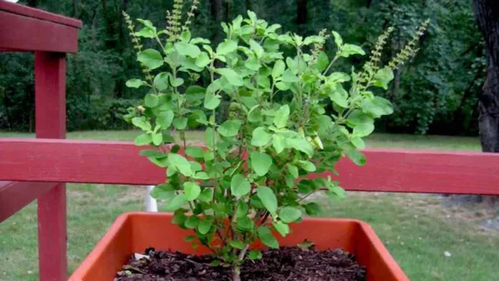 Vastu Tips For Tulsi: तुलसी के पास बिल्कुल भी न रखें ये 5 चीजें, वरना हो जाएंगे कंगाल