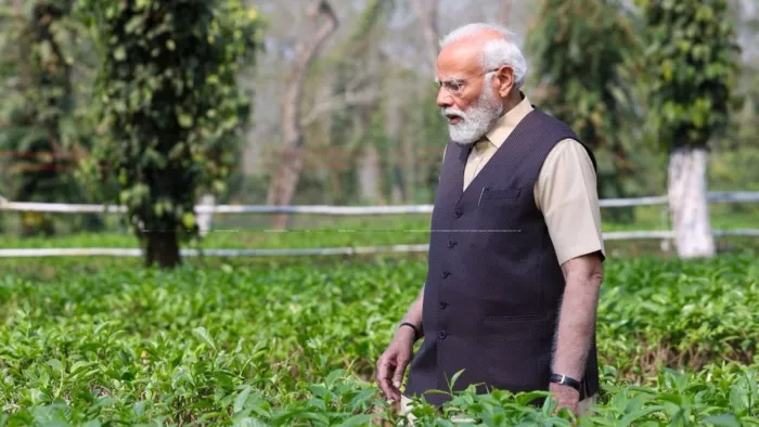 पीएम मोदी ने असम के हरे-भरे टी गार्डन का लुत्फ उठाया। (फोटो, एक्स)
