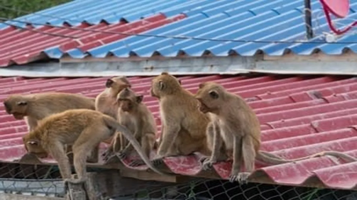 Nawada News: हिसुआ में बंदरों के आतंक से शहरवासी परेशान, स्कूली बच्चे डर के साए में; कई बार कर देते हैं हमले