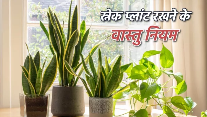 Snake Plant: स्नेक प्लांट को रखते समय अपनाएं ये वास्तु टिप्स।