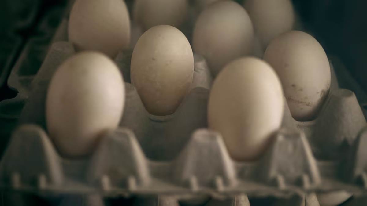 us news eggs smuggled more than drugs america smugglers sending consignments from canada
