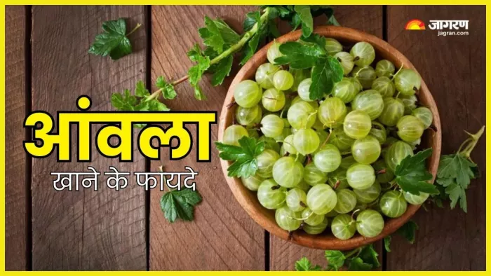 रोजाना एक आंवला खाने से मिलेंगे ढेरों फायदे। (Image Credit- Freepik)