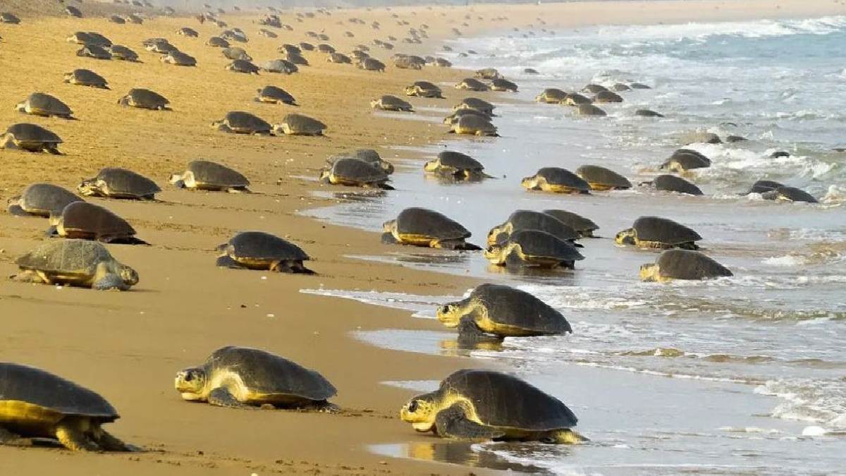 olive ridley turtles reappear at ekkulanasi island odisha after 33 years
