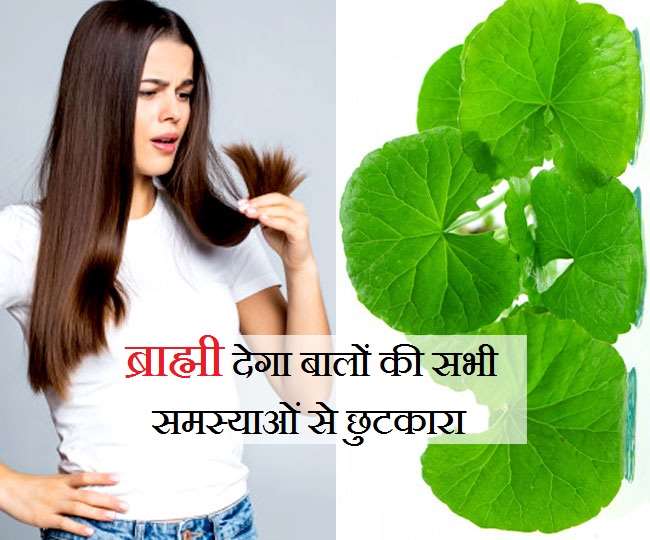 Brahmi Benefits: बालों का झड़ना रोकने से लेकर मज़बूत-घने बालों तक, ऐसे हैं ब्राह्मी के ग़ज़ब के फायदे - From Reducing Hairfall To Thicker And Stronger Hair Know 7 Benefits of Brahmi Brahmi Benefits: बालों का झड़ना रोकने से लेकर मज़बूत-घने बालों तक, ऐसे हैं ब्राह्मी के ग़ज़ब के फायदे - From Reducing Hairfall To Thicker And Stronger Hair Know 7 Benefits of Brahmi