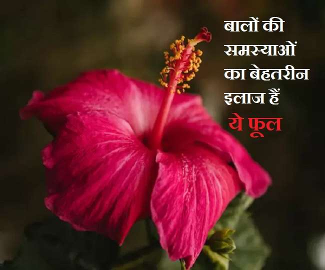 Hibiscus for Hair: बालों की ग्रोथ नहीं है तो गुड़हल का फूल इस्तेमाल कीजिए, जानिए 5 बेहतरीन फायदे - 5 Benefits Of Hibiscus Flowers For Hair Growth Hibiscus for Hair: बालों की ग्रोथ नहीं है तो गुड़हल का फूल इस्तेमाल कीजिए, जानिए 5 बेहतरीन फायदे - 5 Benefits Of Hibiscus Flowers For Hair Growth