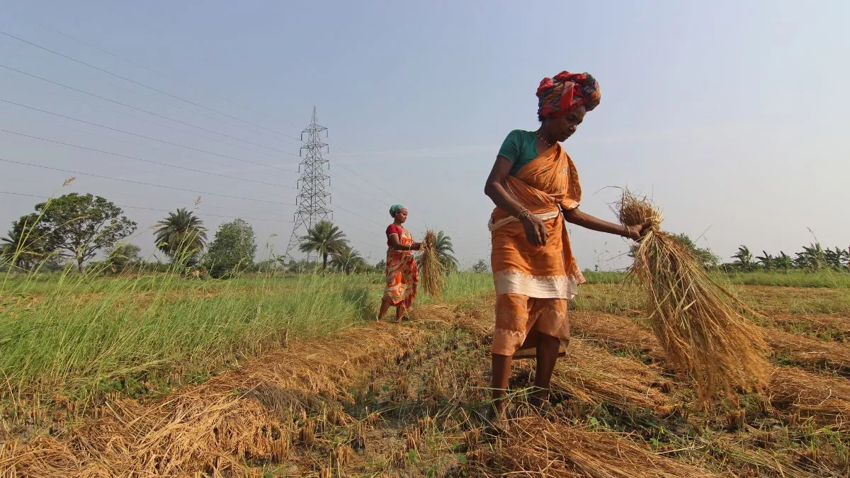 Bihar Farmers: गेहूं की फसल पर मौसम की मार, मंडराते बादल से किसान परेशान; मंडियों में बुरा हाल
