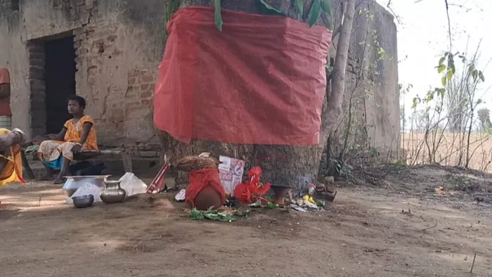 नवरात्र पर नीम के पेड़ से अचानक निकलने लगा दूध! चमत्कार मान लोग करने लगे पूजा पाठ