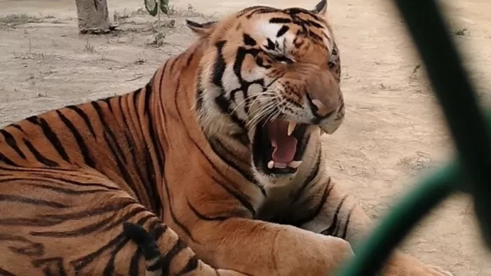 जबड़े और शरीर में आई चोंट से बाघ केसरी की हुई मौत। जागरण