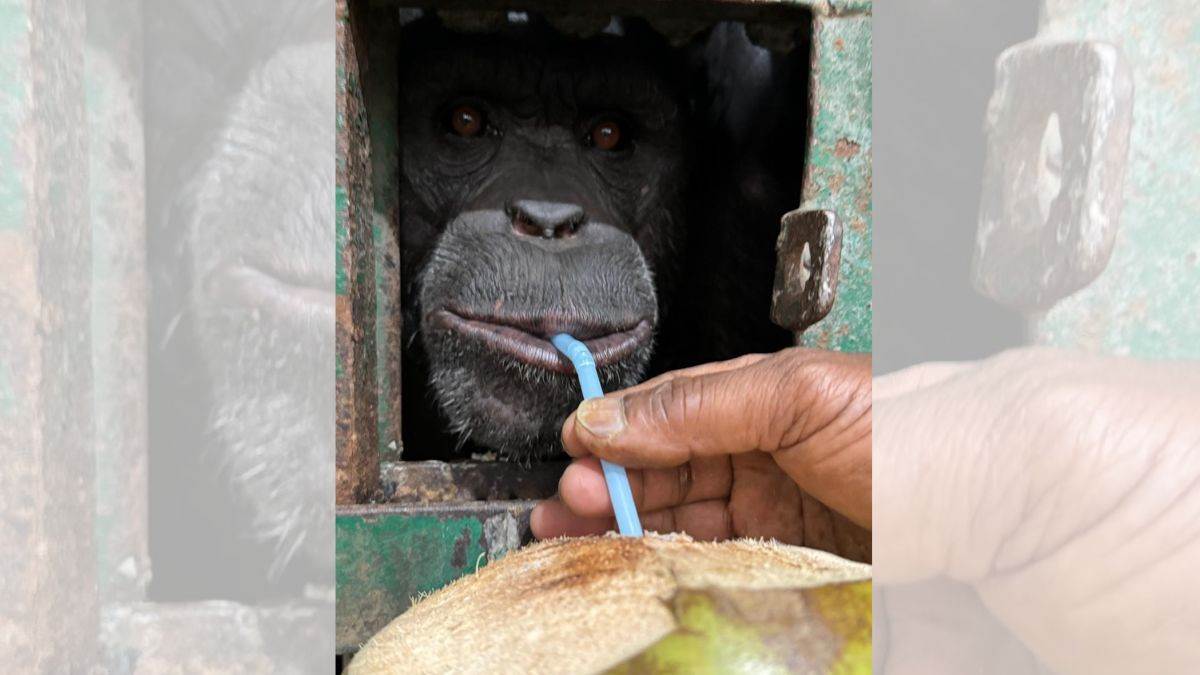 patna zoo animals summer diet chimpanzee enjoys curd rice and daab seasonal fruits for all