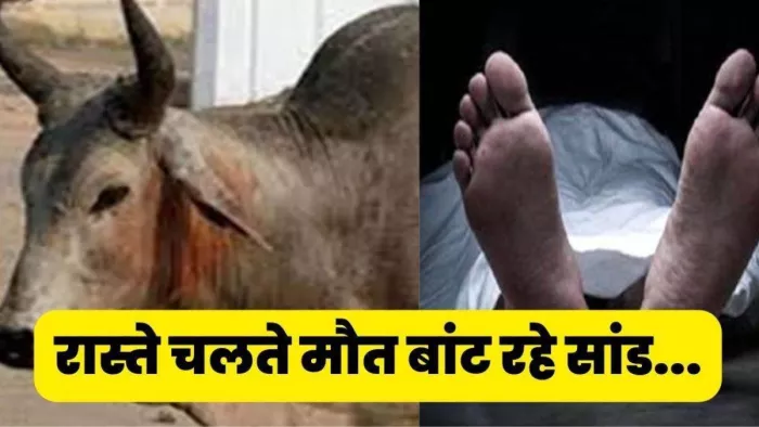 नोएडा में सांड की टक्कर से बाइक सवार युवक की मौत, हादसे के वक्त नहीं पहना था हेलमेट