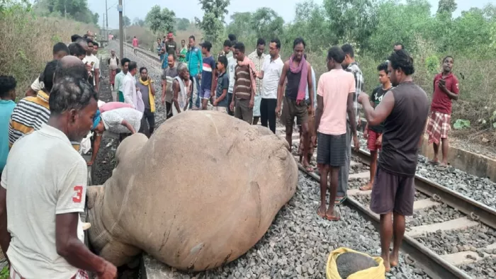 चांडिल-मुरी रेलखंड पर हाथी की मौत के बाद की तस्वीर
