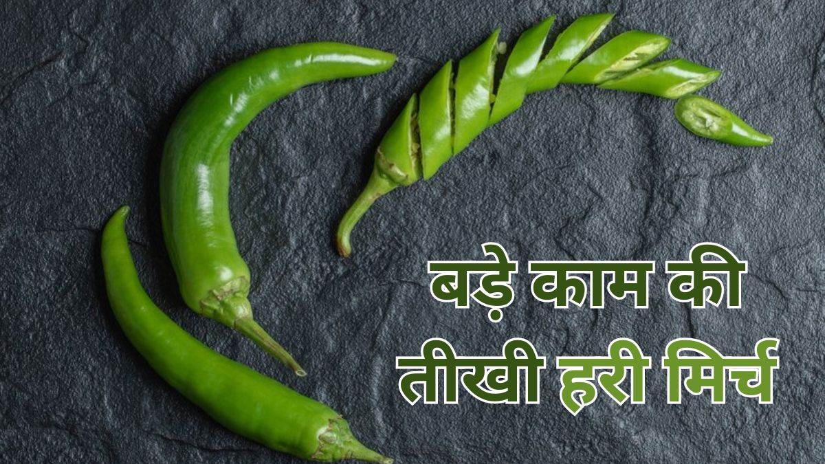 https://www.jagranimages.com/images/newimg/09052024/09_05_2024-green_chilli_1_23714338.jpg