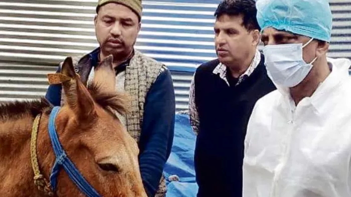 घाेड़े और खच्चरों की जांच करती पशु चिकित्सकों की टीम।