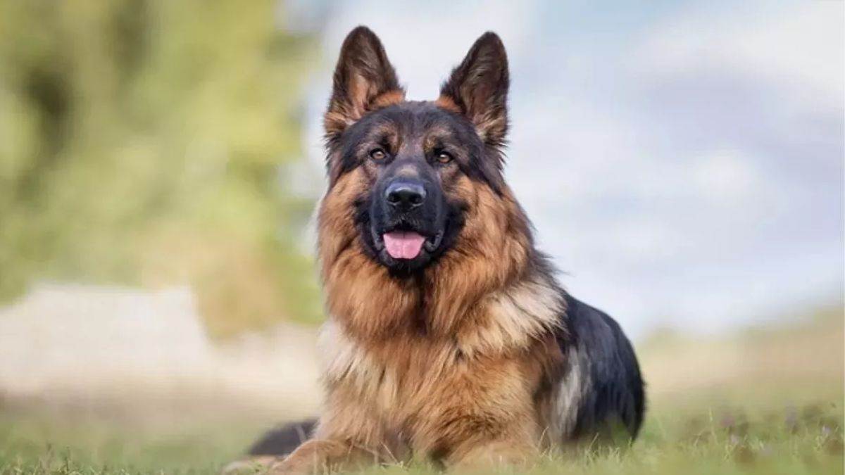 ncr after incident in greater noida west rwa became cautious and issued guidelines