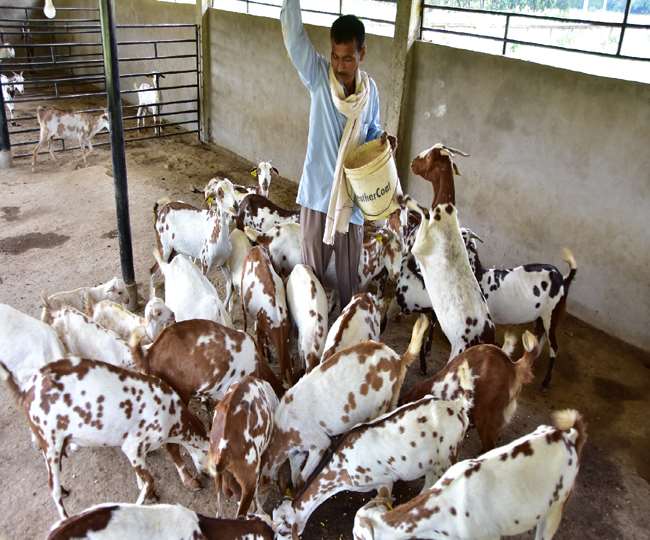 लंदन का इंवेस्टमेंट बैंकर अब 'चरा' रहे बकरी, जानिए क्यों वे ऐसा कर रहे