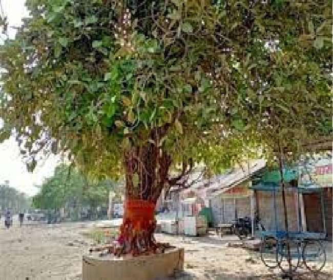 the most oxygen comes from the banyan tree awareness is increasing continuously among the women of moradabad