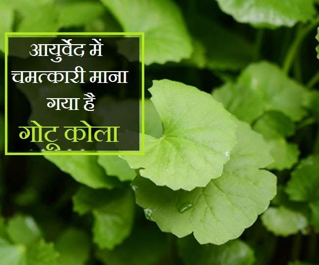 gotu kola know benefits relief from stomach ulcers to helpful in hypertension