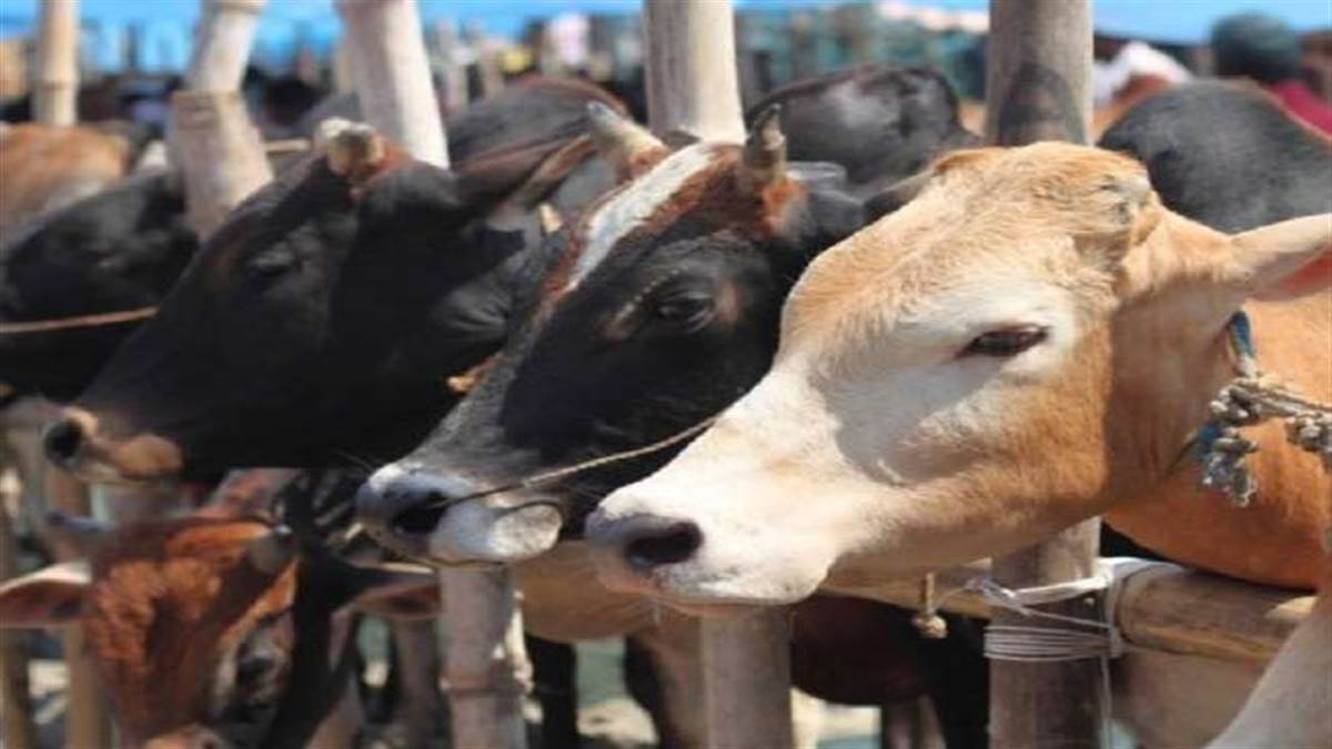 prayagraj cdo took action on secretary and doctor accused of negligence in treatment of cows