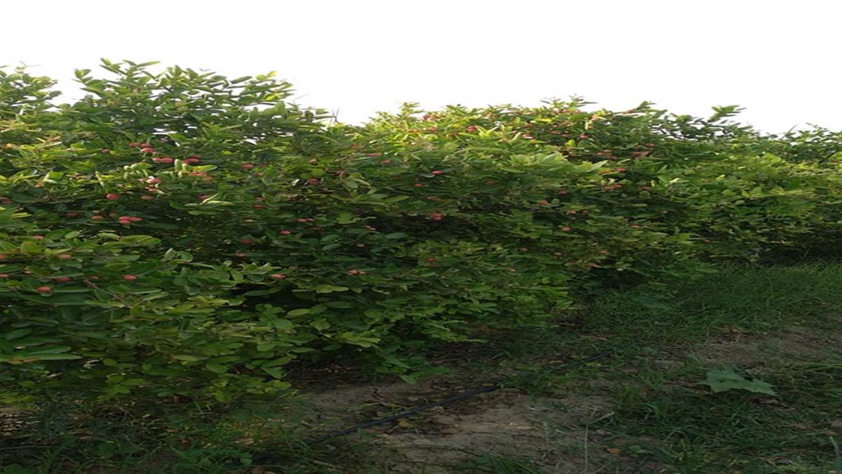 करौंदा की सुरक्षा कवच के बीच मल्टी लेयर खेती।