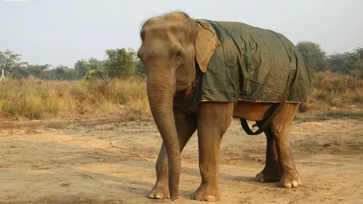 रात के अंधेरे में हाथी ने शख्‍स का काम किया तमाम, घर के आंगन में कुचल कर मार डाला, घातक हाथियों से परेशान लोग