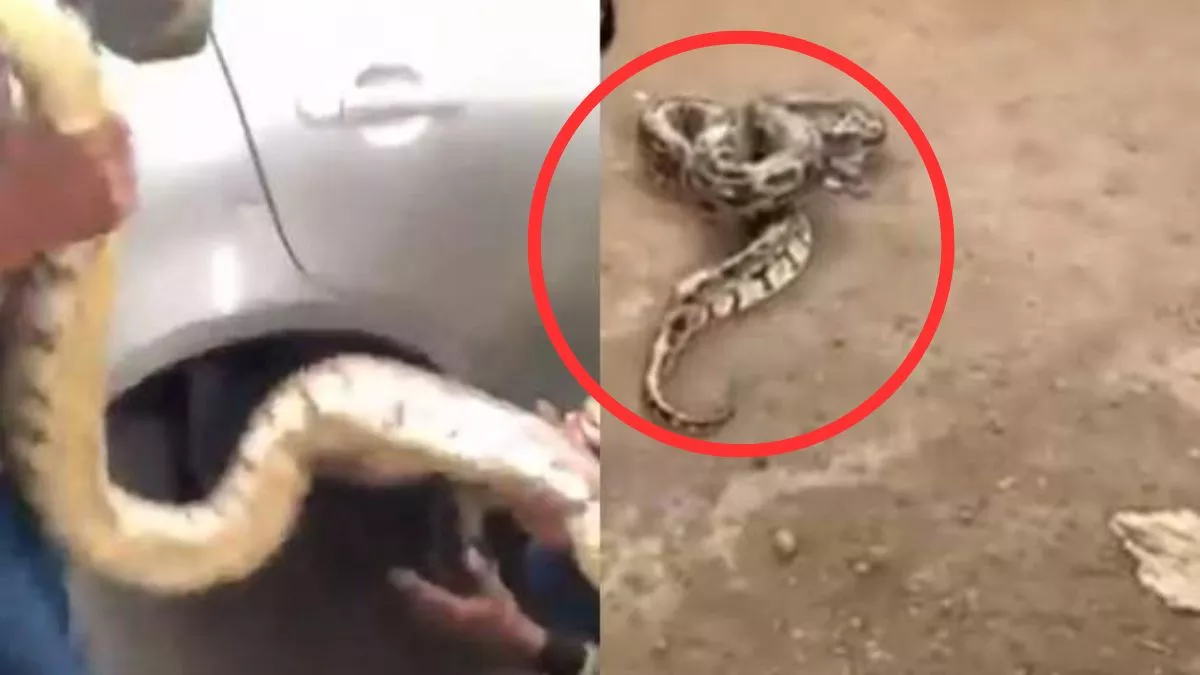 Snake Murder : 'अगर वो मुझे डंस लेता तो कौन जिम्‍मेदार होता'; य‍ह कहकर सांप को जलाकर मारा, केस दर्ज