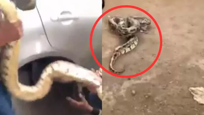Snake Murder : सांप को जलाकर मारने का वीडियो Viral, पुलिस ने किया केस दर्ज